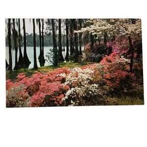 Vintage Postcard Azaleas White Dogwood Spring Southern USA Hugh Morton Color u